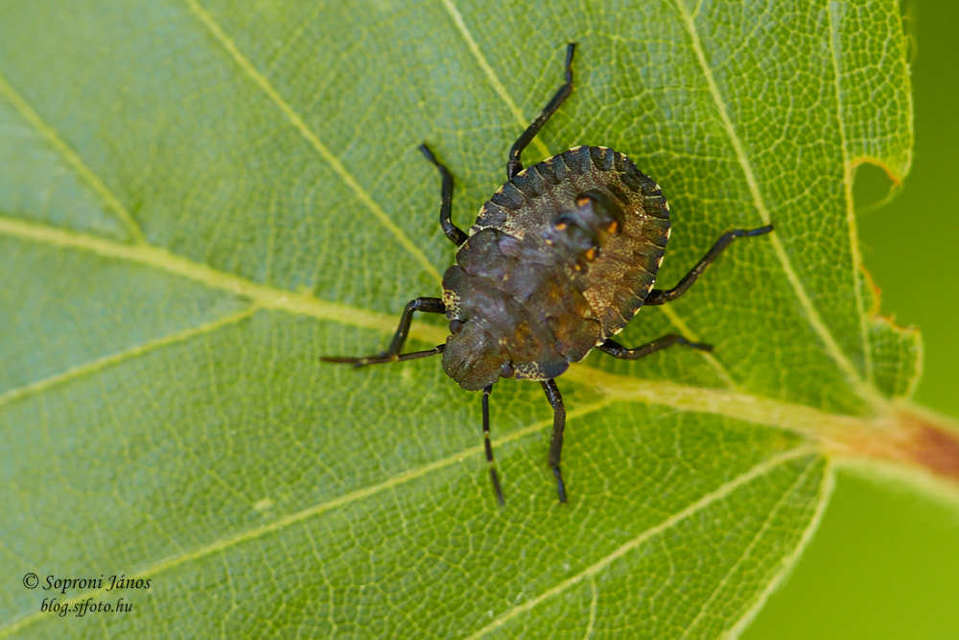 Heteroptera - Poloskák