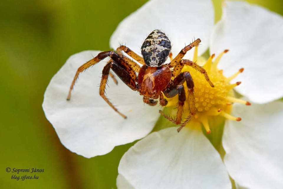 Xysticus
