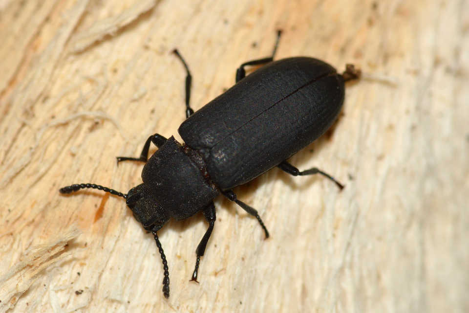Cryphaeus cornutus - szarvas gyászbogár
