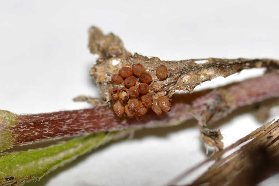 Ophraella communa - parlagfű-olajosbogár