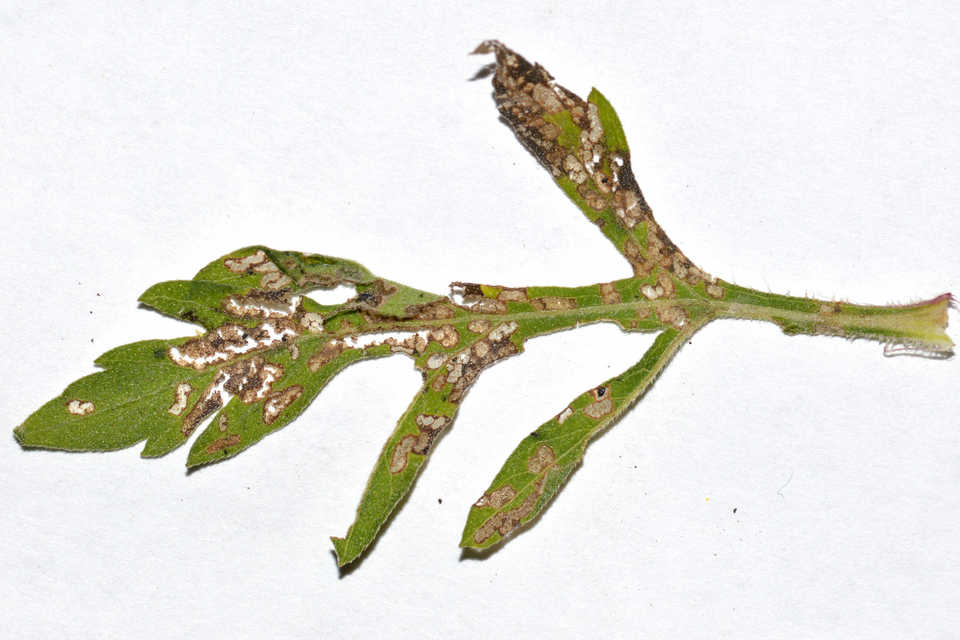 Ophraella communa - parlagfű-olajosbogár