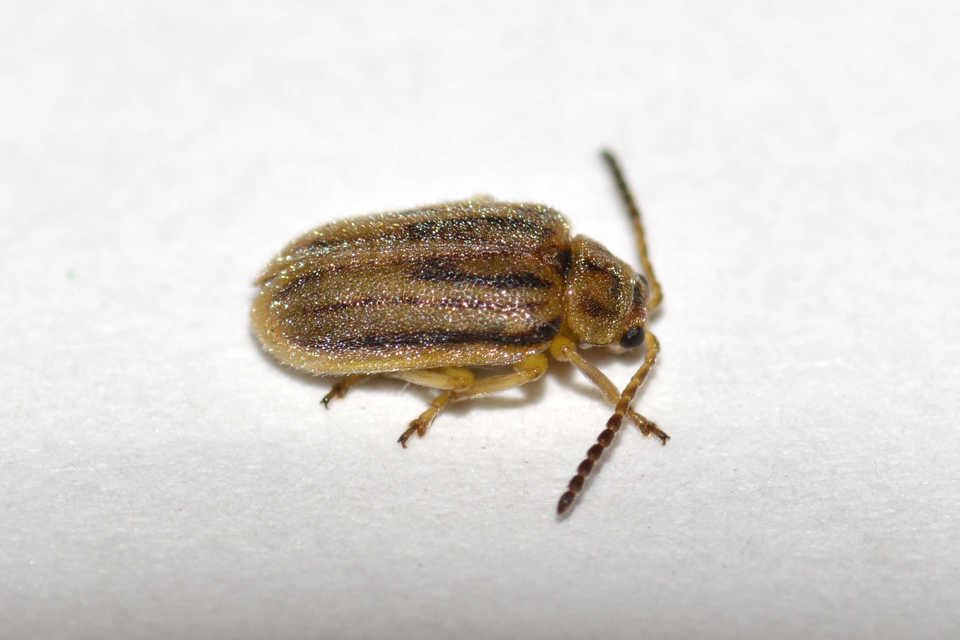 Ophraella communa - parlagfű-olajosbogár