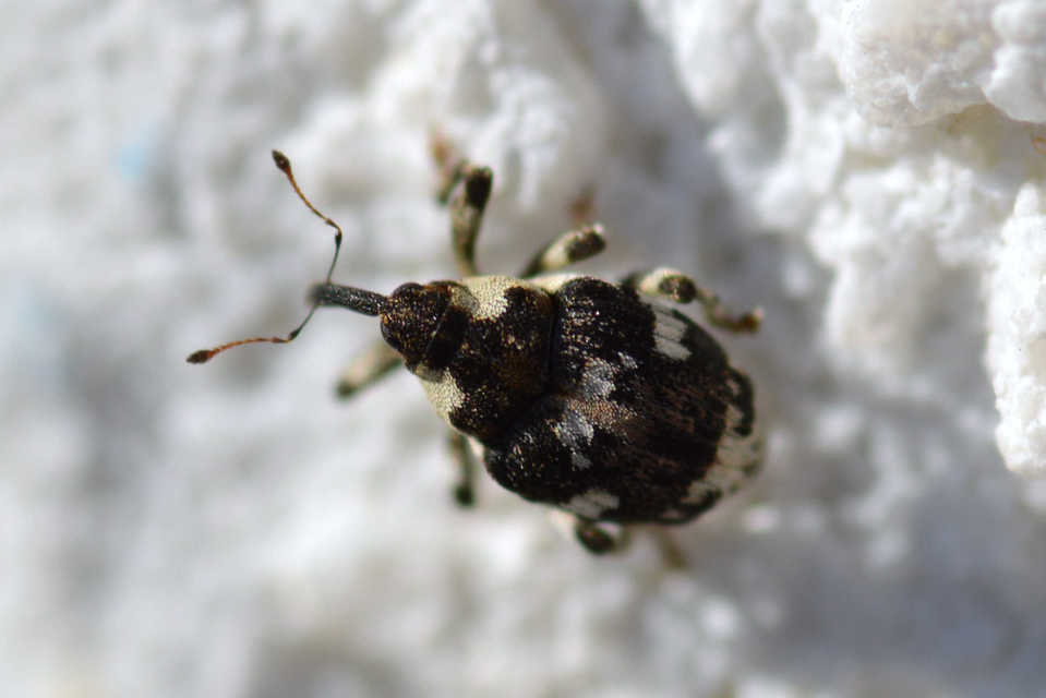 Hadroplontus trimaculatus - háromfoltos aszatormányos