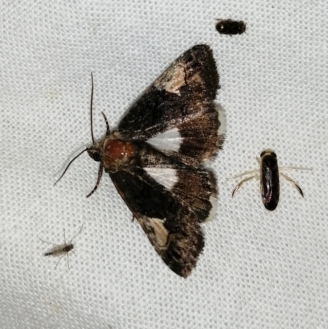 Aedia funesta - folyófűbagoly