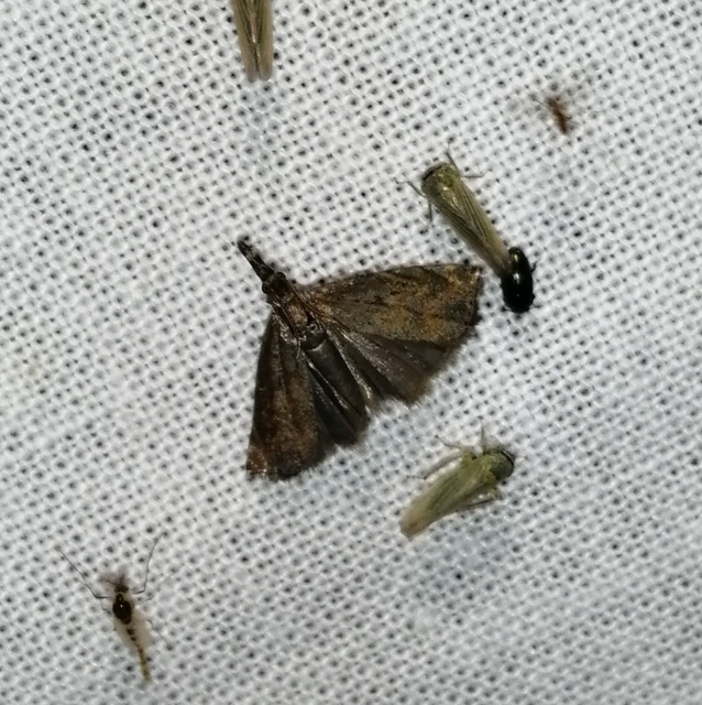 Platytes cerussella - törpe fűgyökérmoly