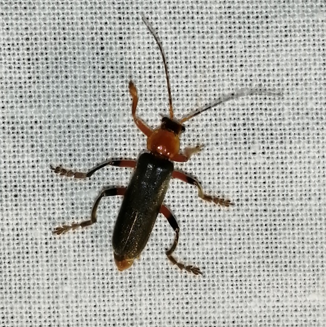 Cantharis livida - mezei lágybogár