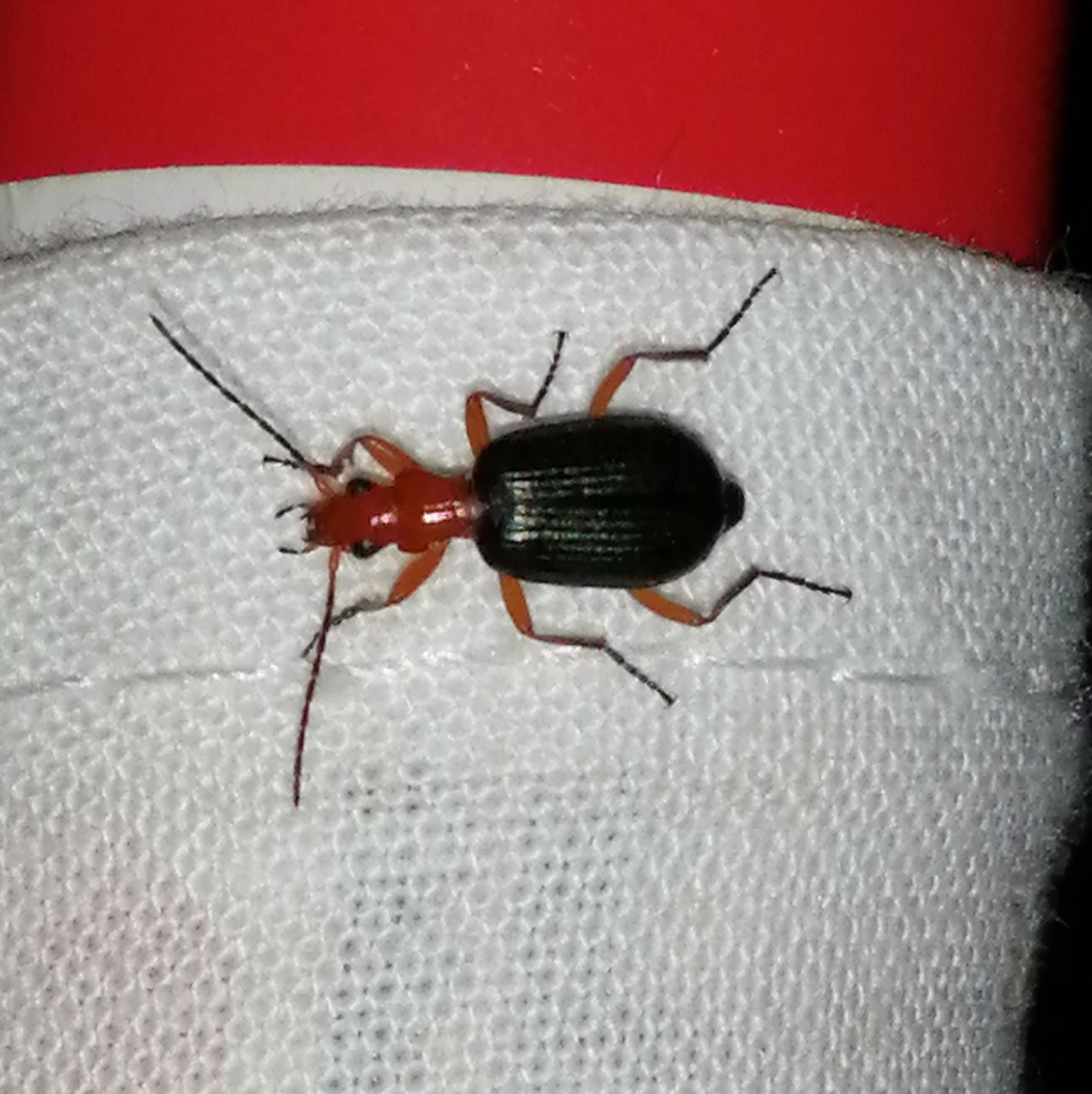 Brachinus nigricornis - feketelábú pöfögőfutó