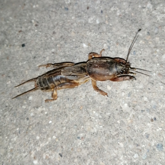 Gryllotalpa