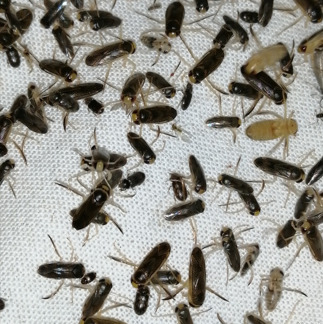 Corixidae - búvárpoloskák Corixidae - búvárpoloskák