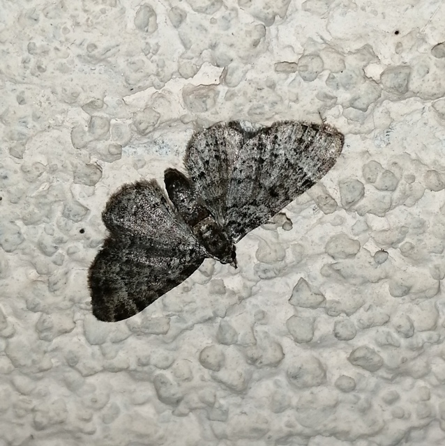 Pasiphila chloerata - hamvas törpearaszoló