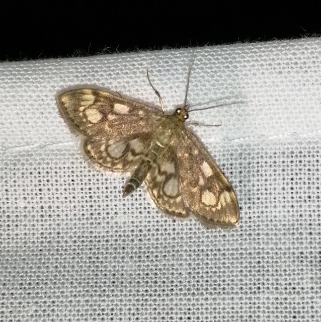 Anania coronata - koronás dudvamoly