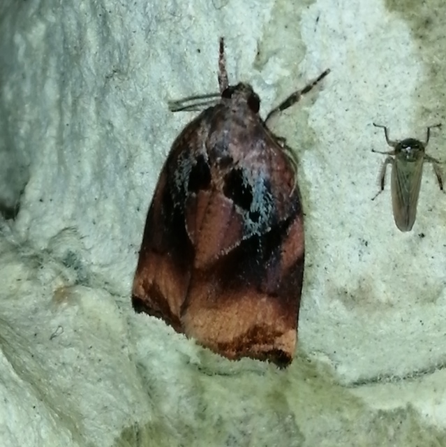 Archips podana - dudvarágó sodrómoly