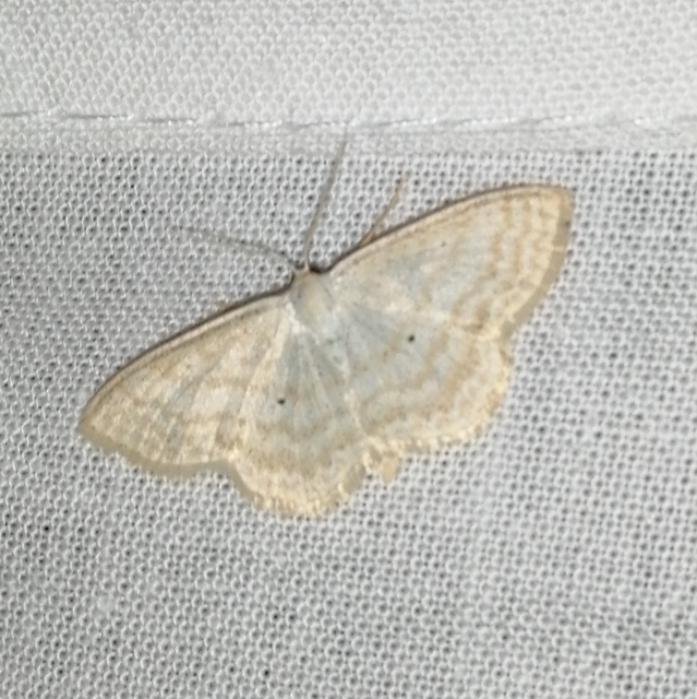 Scopula immutata - réti fehéraraszoló