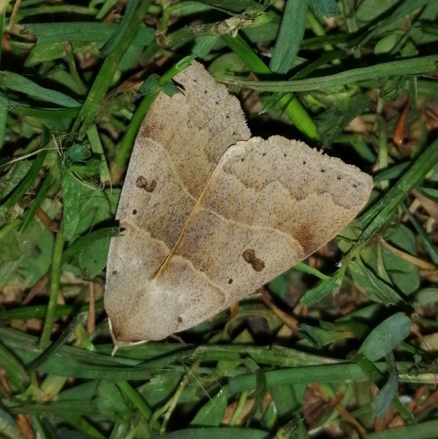 Minucia lunaris - nagy foltosbagoly