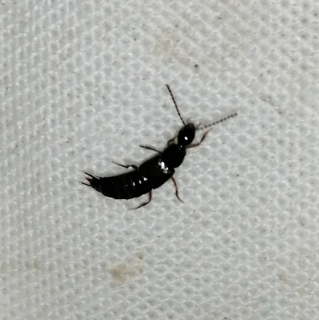 Philonthus