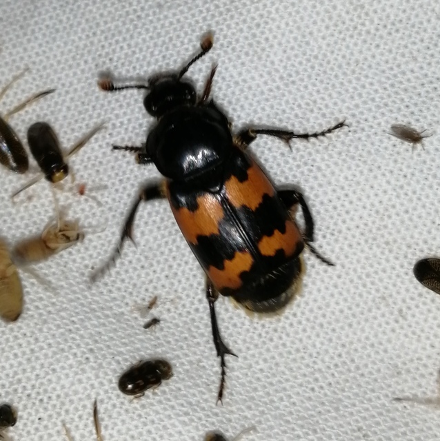 Nicrophorus interruptus - sárgaszőrű temetőbogár