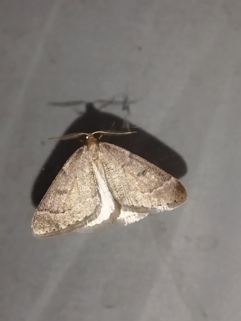 Theria rupicapraria - tavaszi kökényaraszoló