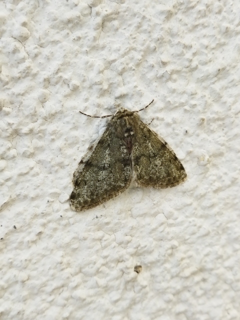Apocheima pilosaria - zöldes tavasziaraszoló