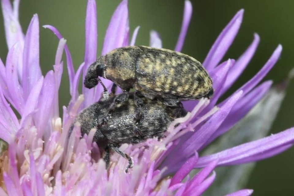 Larinus obtusus - imola-púderbarkó