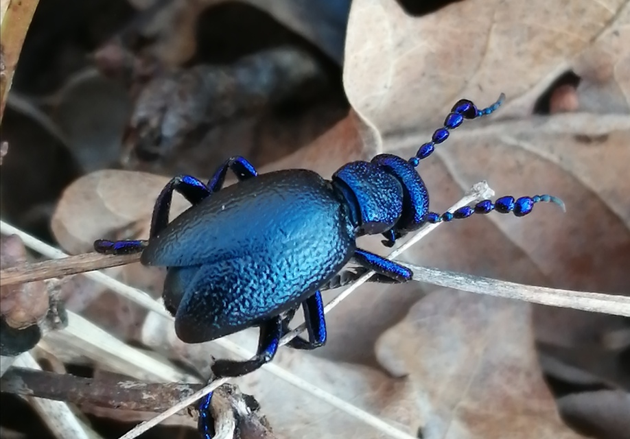 Meloe violaceus - kék nünüke
