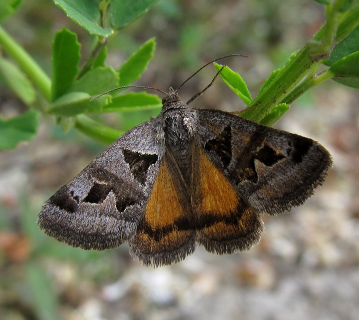 Gonospileia triquetra - kakukkfű-nappalibagoly