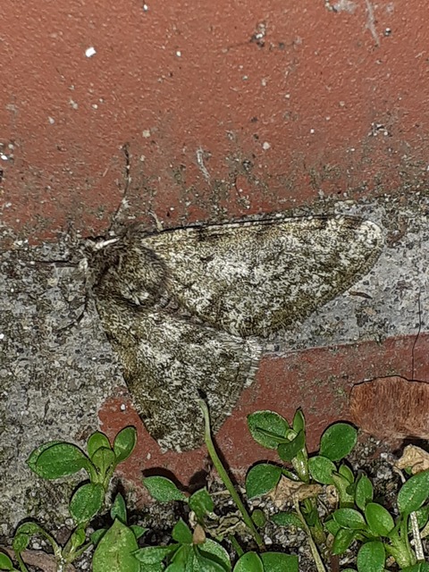 Apocheima pilosaria - zöldes tavasziaraszoló