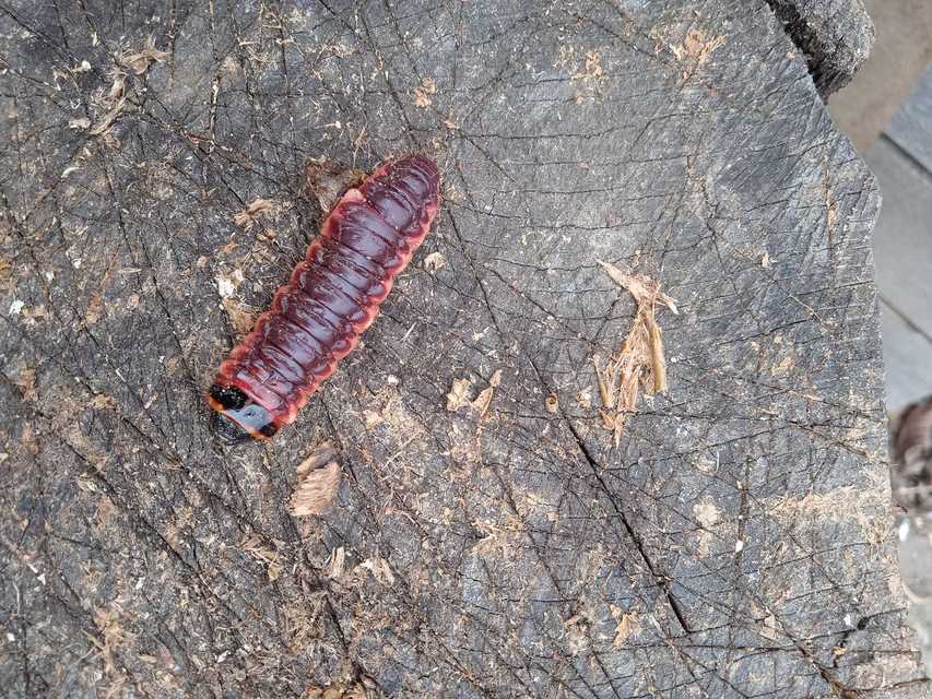 Cossus cossus - fűzfarontólepke