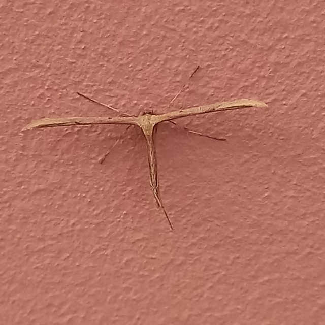 Emmelina monodactyla/argoteles