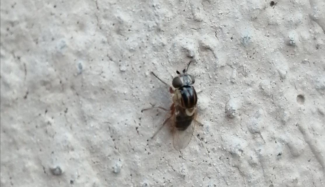Chloropidae - gabonalegyek