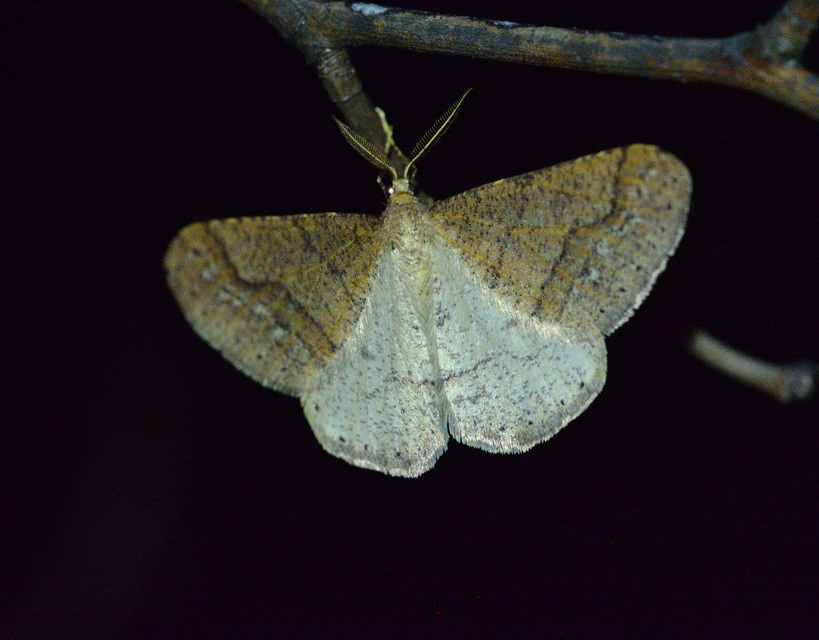 Agriopis marginaria - sárgás téliaraszoló