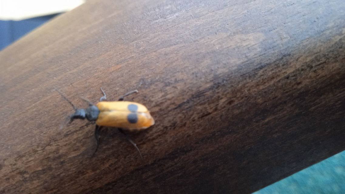 Apalus bimaculatus - kétfoltos élősdibogár