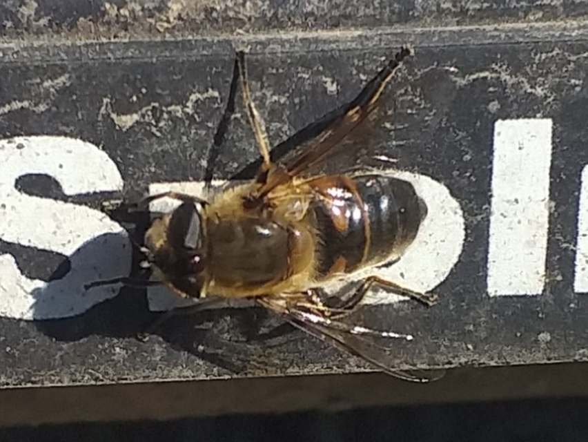 Eristalis tenax - közönséges herelégy