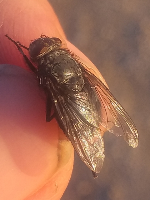 Calliphora