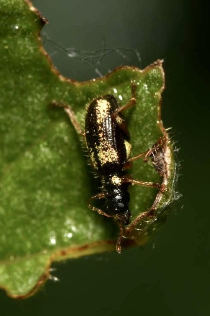 Polydrusus viridicinctus - zöldöves lombormányos
