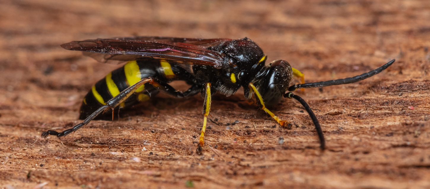 Hymenoptera - Hártyásszárnyúak