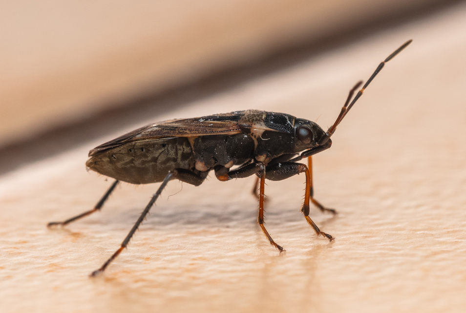 Heteroptera - Poloskák