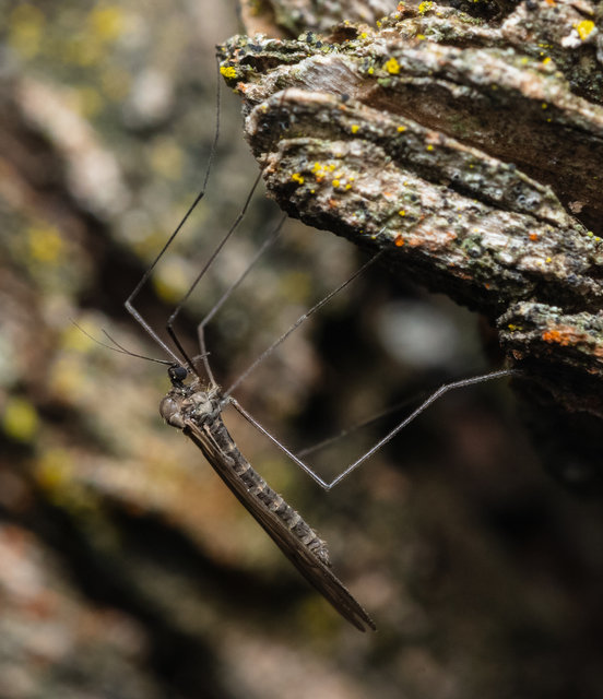 Trichocera
