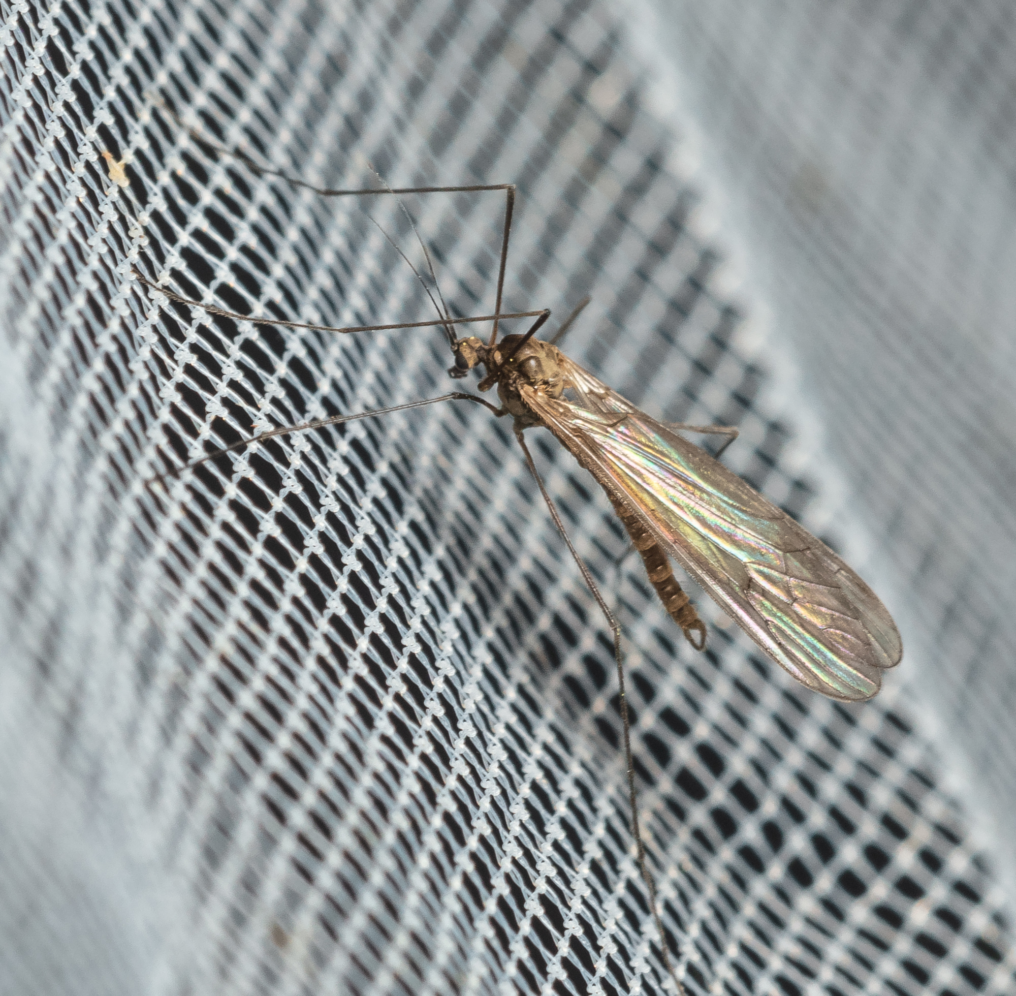 Trichocera
