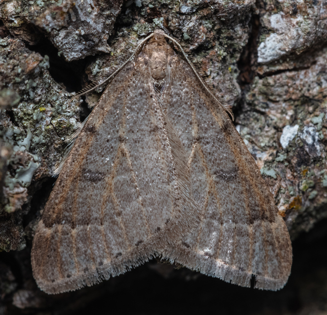 Theria rupicapraria - tavaszi kökényaraszoló