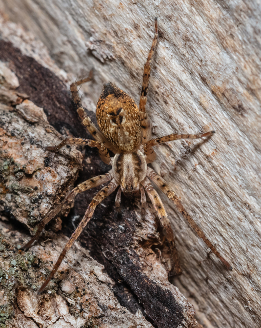 Anyphaena accentuata - jegyespók