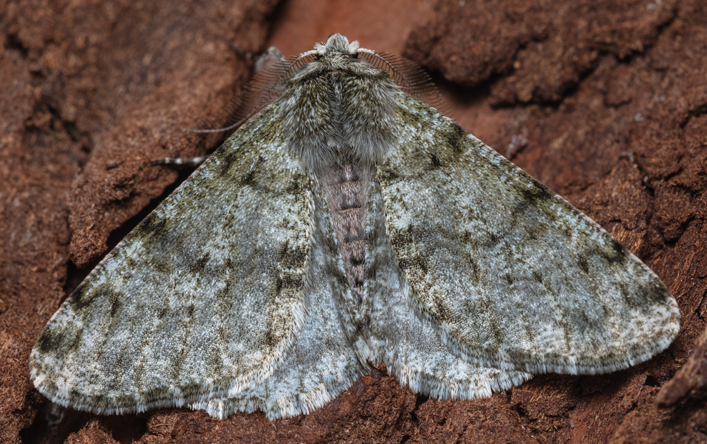 Apocheima pilosaria - zöldes tavasziaraszoló
