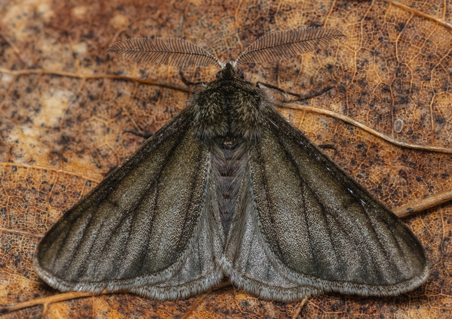 Apocheima pilosaria - zöldes tavasziaraszoló