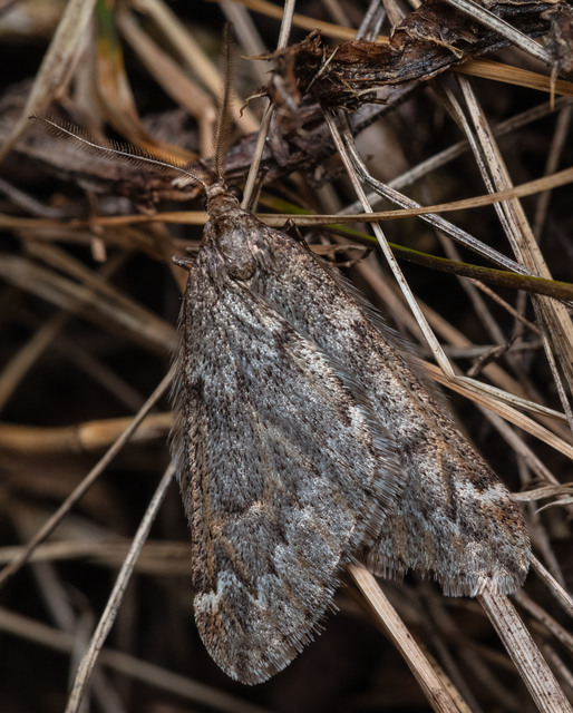 Alsophila aescularia - vadgesztenye-araszoló