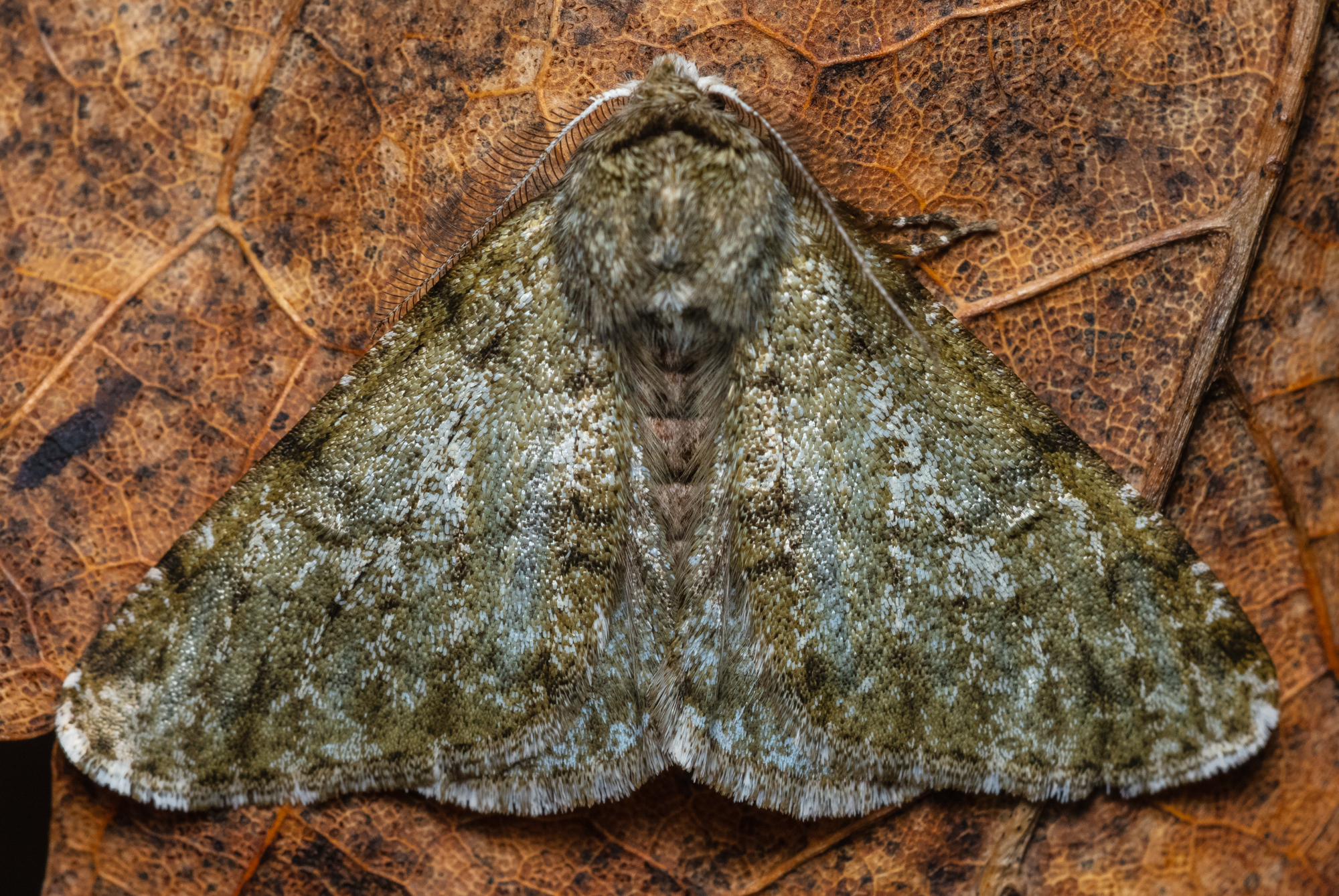 Apocheima pilosaria - zöldes tavasziaraszoló