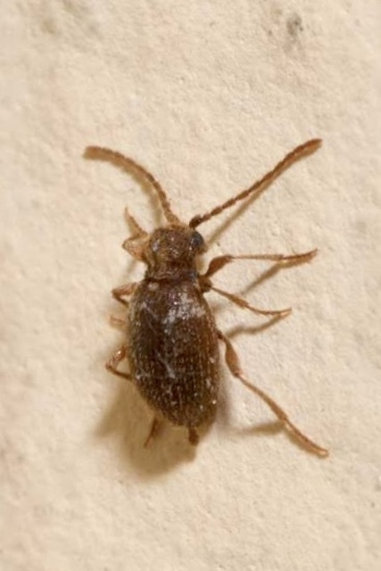 Ptinus fur - közönséges tolvajbogár