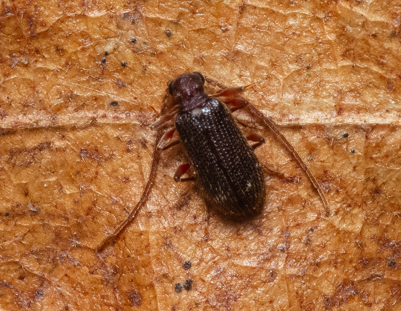 Ptinus calcaratus - krétaszőrű tolvajbogár