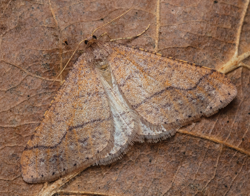Agriopis marginaria - sárgás téliaraszoló