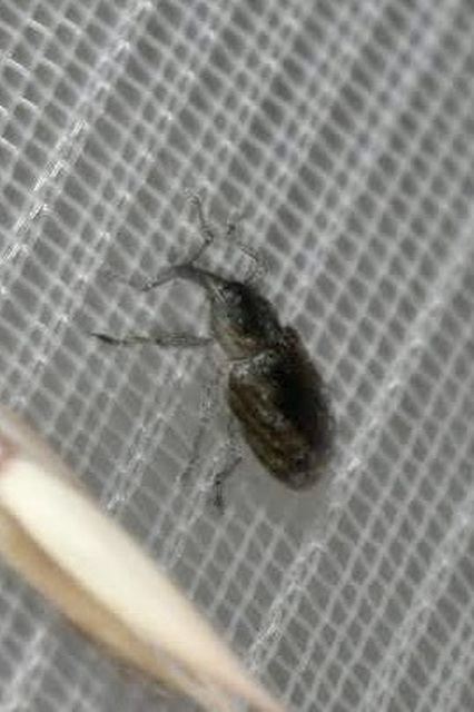 Smicronyx