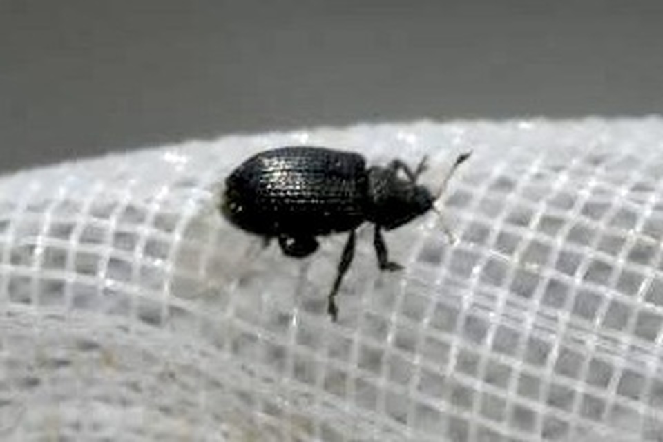 Rhamphus Rhamphus