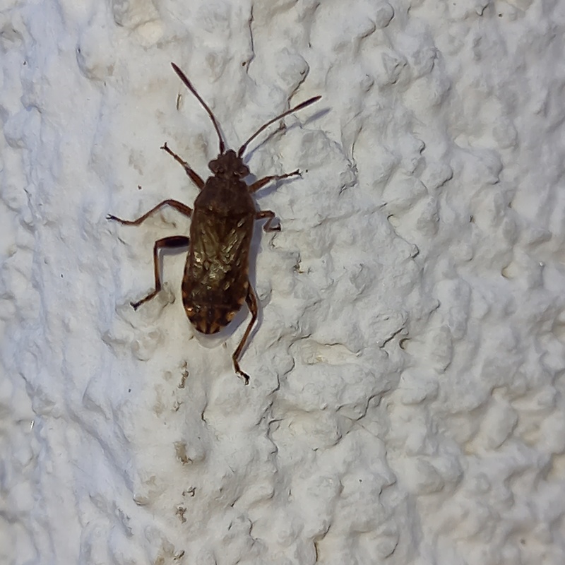 Heteroptera - Poloskák